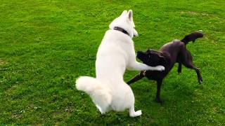 Siberian white husky vs Alaskan malamute  Big dog playing [upl. by Gino]