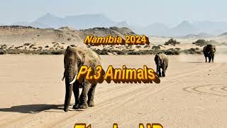 Namibia 2024  Pt 3  Animals [upl. by Nbi]