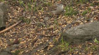 Chipping Sparrow [upl. by Assenat]