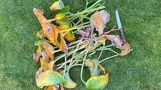 Fall Cut Back Hosta quotElegansquot 4K October 24 2024 [upl. by Selig]