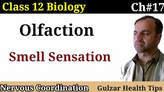 Olfaction  smell sensation smell  nose  class 12 Biology [upl. by Daph]