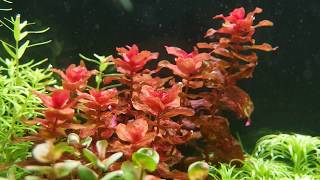 Rotala Macrandra [upl. by Gargan]