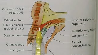 EYELIDS OR PALPEBRAE ANATOMYNOTESBDCHAURASIAHEADNECK AND BRAIN ANATOMY [upl. by Nie]