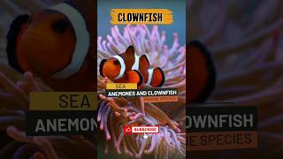 Finding Nemo  Clown Fish  Disney Pixar [upl. by Yeargain11]