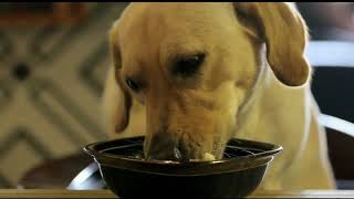 Dog food recall expanded [upl. by Hembree]