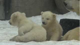 Белые медвежата в Московском зоопарке Polar Bear Cubs in Moscow Zoo [upl. by Tupler532]