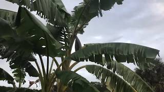 Banana Plant Flowering in Florida Food Forest [upl. by Novahc530]