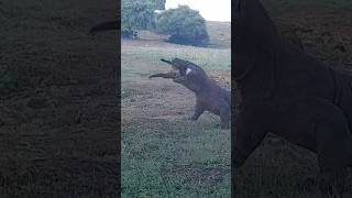 this komodo the win get goat 💥 trending [upl. by Rebecca]