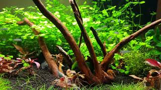 Aquael leddy set 60 razbor galaxy plant aquarium 4k [upl. by Kcirdorb]