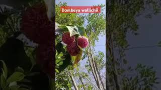 Dombeya wallichii plants FloweringPlants FloralShorts GardenShorts FlowerPower BloomingBeauty [upl. by Lleder]