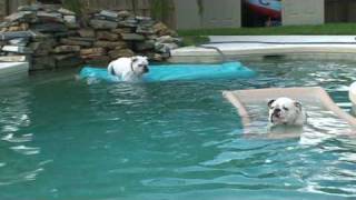 Beans  The swimming bulldog [upl. by Feeley]