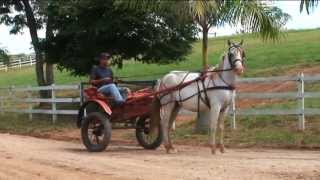 COMPRAR ÉGUA DE CHARRETE [upl. by Merv630]