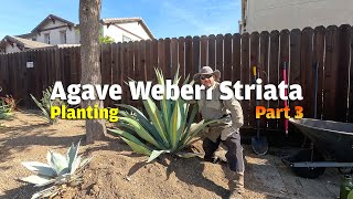 In Part 3 of 3 of todays episode we move the massive striated Agave Weberi into its final spot [upl. by Dahlia826]