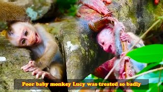 Poor baby monkey Lucy was mercilessly thrown into the water by her mother [upl. by Acirt]