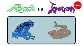 Poison vs venom Whats the difference  Rose Eveleth [upl. by Atekahs]