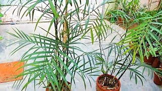 Care Bamboo Palm amp Other Plants In Hot Summer  Summer Gardening Tips  UrduHindi [upl. by Ainevul]