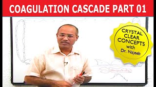 Coagulation Cascade  Part 112 [upl. by Niar]