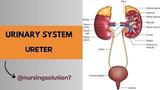 LECTURE4  Ureter in hindi   Ureter anatomy and physiology in hindi [upl. by Luttrell]