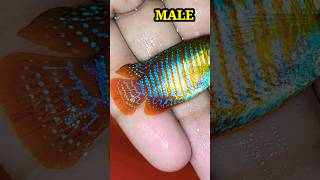 GOURAMI FISH BREEDING  HOW TO BREED GOURAMI FISH MALE FRMALE shorts gouramifish gouramibreeding [upl. by Kcirdde]