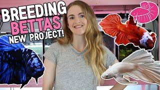 Breeding Beautiful Bettas on the New Fish Rack Step by Step Avatar Platinum White and Koi [upl. by Whitver]