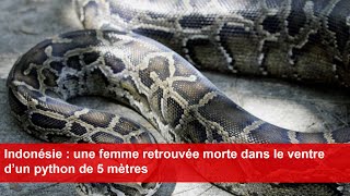 Indonésie  une femme retrouvée morte dans le ventre d’un python de 5 mètres [upl. by Mraz635]