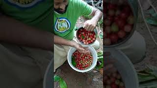 Flacourtia jangomas ലൂബിക്ക ഇംഗ്ലീഷ് Indian coffee plum എന്നു പറയുന്ന Flacourtia jangomas [upl. by Pauwles564]