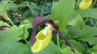 Frauenschuh Cypripedium calceolus [upl. by Marguerie469]