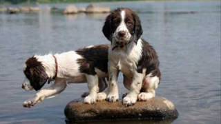 English Springer Spaniels [upl. by Lemhaj751]