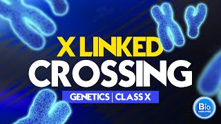 X  Linked Crossing  Class X Biology [upl. by Ainafetse]