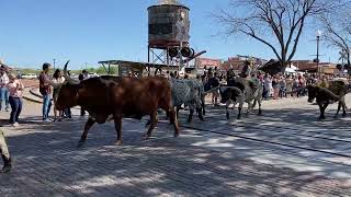 Texas Stockyards cattle drive [upl. by Velleman]