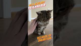 DO YOU KNOW HOW OLD IS THIS CAT catlover cutecat pets cat [upl. by Allak]