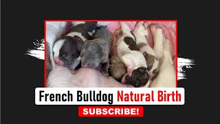 French Bulldog Natural Birth  Frenchies Hub [upl. by Swartz]