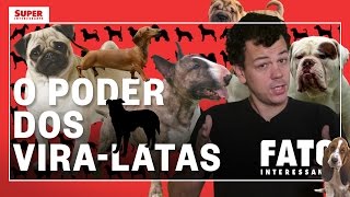 Vira Lata SRD  O cachorro mais amado do Brasil  Guia de Pets [upl. by Maddy]