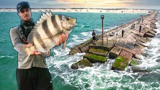 Fish That Dominates Spring Break Jetties  the Issue with Spring Break [upl. by Eidnyl]