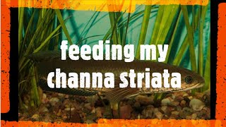 my channa striata feeding [upl. by Kostival]