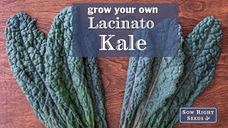 Sow Right Seeds  Lacinato Kale [upl. by Torr]