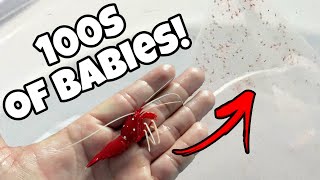 Hundreds of BLOOD SHRIMP BABIES FOUND in SALTWATER AQUARIUM  REOLINK [upl. by Downs]