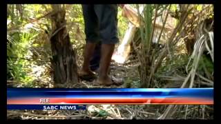 Murdered Manguzi 21 year old with Albinism laid to rest [upl. by Nnaitsirhc664]