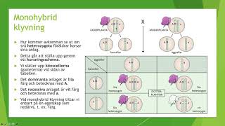 Klassisk genetik  Biologi 1 100 p [upl. by Timothy718]