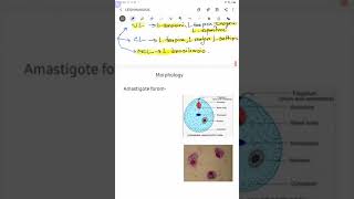 Leishmaniasis part1 Parasitology [upl. by Pulchia]