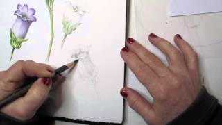 Botanica Basics  Drawing and Painting a flowerPart 1mov [upl. by Nnad150]