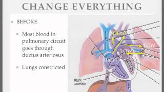 Fetal Circulation 5 [upl. by Oigroeg]