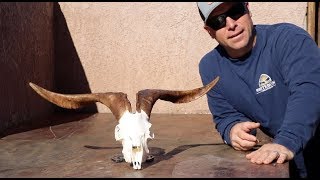 HOW TO CLEAN A SPANISH GOAT SKULL [upl. by Gnof]