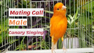 Best Mating Call Male canary calling female Red Factor Live HD Singing for training [upl. by Adnoyek]