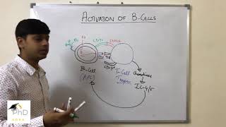 B cell activation by Dr Vipin Tyagi [upl. by Raff712]