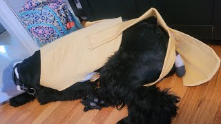 DIY how to make a recovery suit for dog [upl. by Atival]