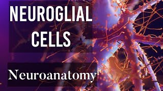 Chapter 4 Neuroglial cells  Glial cells types  Neuroanatomy basics [upl. by Norre]