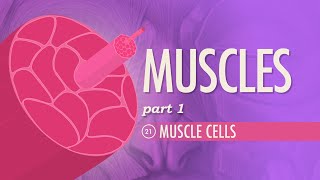 Muscles Part 1  Muscle Cells Crash Course Anatomy amp Physiology 21 [upl. by Rika]