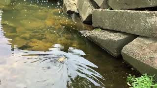 Found a giant toad in my yard Set him free in the creek explanation in pinned comment [upl. by Aieken]