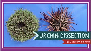 Sea Urchin Dissection  Aristotles Lantern EDU [upl. by Hannavahs632]